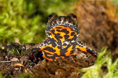 European Fire Bellied Toad Facts And Pictures