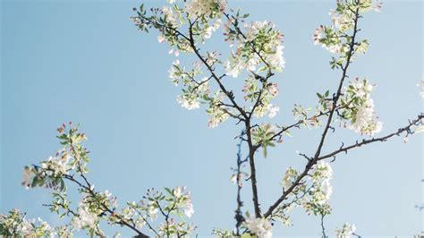 How To Grow A Cherry Blossom Tree From A Branch About Tree