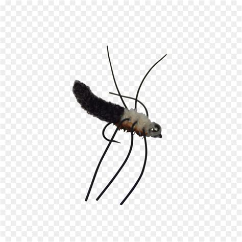 Free Mosquito Transparent Download Free Mosquito Transparent Png