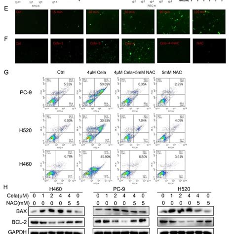 Celastrol Induced Apoptosis Of Human Nsclc Cells A After Treatment