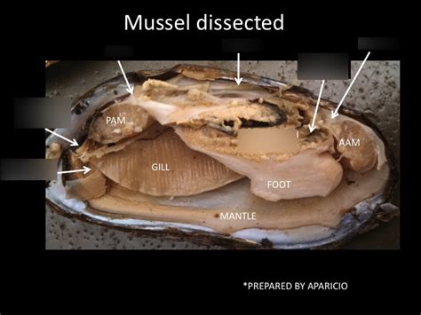 Bivalve Dissection 2 Diagram Quizlet