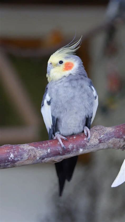 Chop For Cockatiels What Is It And How Do I Make It Dr Cockatiel