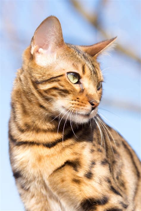 Sunshine Bengal Kittens Hot Sale Danzhao Cc