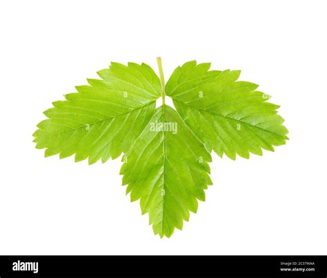 Strawberry Leaves On A Branch Isolated On White Background Stock Photo