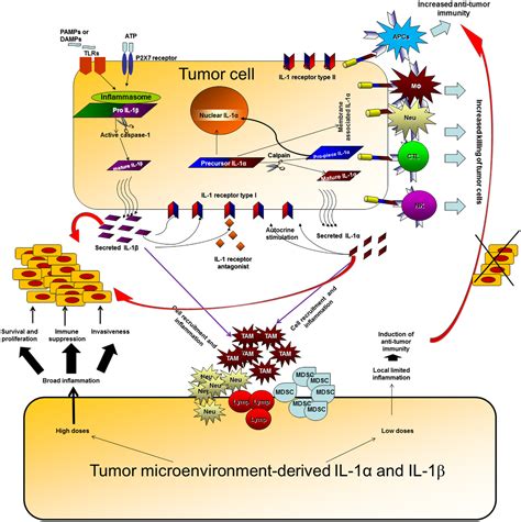 Frontiers Unique Versus Redundant Functions Of Il And Il In The