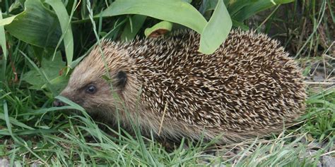 Comment attirer les hérissons dans son jardin