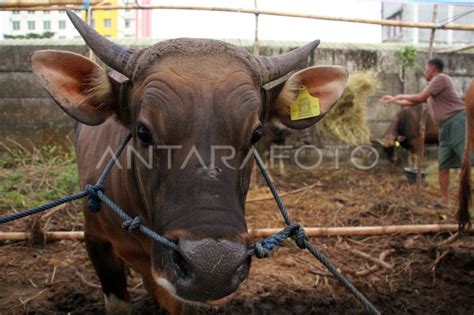 Kebutuhan Hewan Kurban Masih Aman Jelang Idul Adha ANTARA Foto