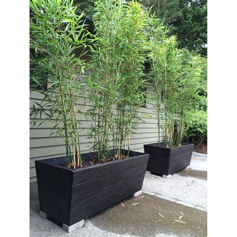 Fountain Dwarf Bamboo Green Panda Fargesia Rufa Cm Tall In L Pot