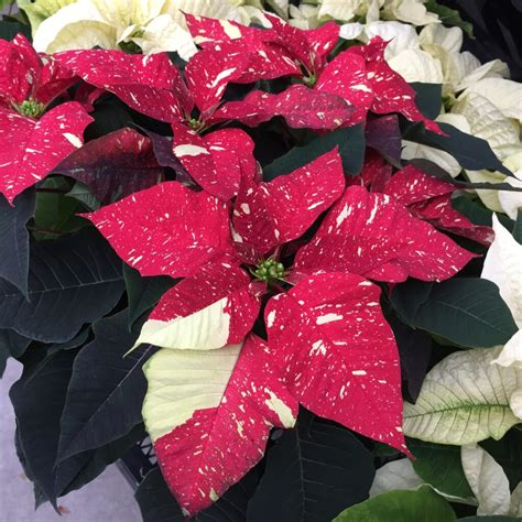 How To Care For Poinsettias To Keep Them Alive Year Round Garden İdeas