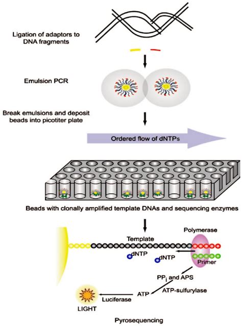 Pyrosequencing 454