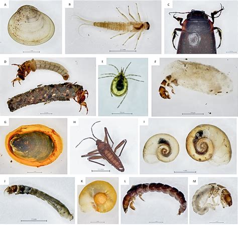 Aquatic Macroinvertebrates In Madeira Island Portugal Streams