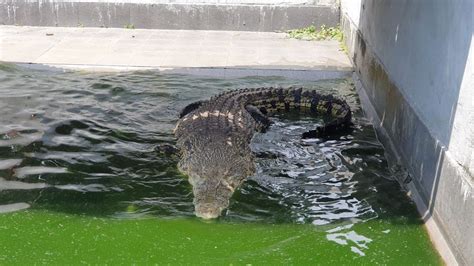 Penangkaran Buaya Teritip Sensasi Di Dekat Reptil Raksasa