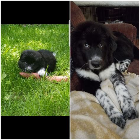 They grow up so quick. Border Collie/Golden Retriever mix. : r/mutt