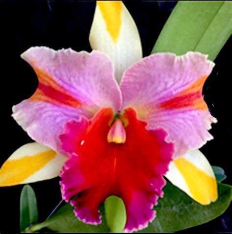 Cattleya Amazing Thailand ‘rainbow Orchid Classics