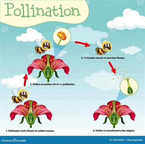 Diagram Showing Pollination with Bee and Flowers Stock Vector - Illustration of minute, learning ...