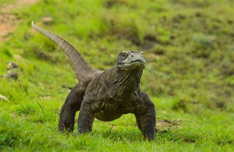 Can a Komodo Dragon Eat a Human Being? | Reptile School