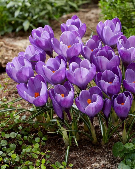 Frühlings Krokus Crocus vernus Bild kaufen 13670037