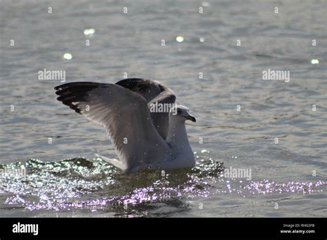 Birds On The Colorado River Stock Photo Alamy