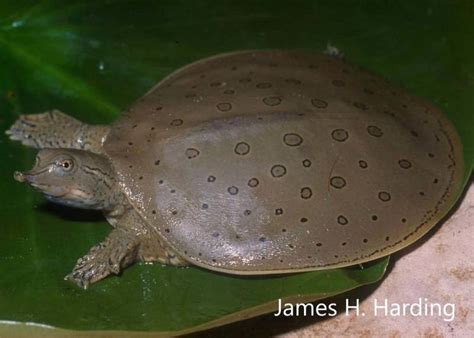 Spiny Softshell Turtle Alchetron The Free Social Encyclopedia