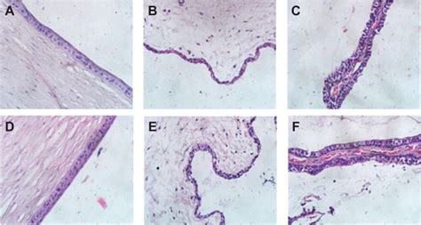 Histopathology Microscopy Of The Ocular Tissues Including Cornea A And