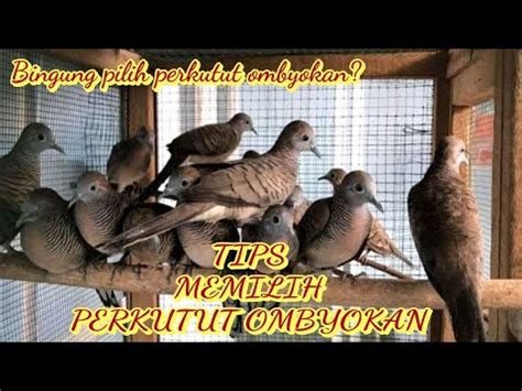 TIPS MEMILIH PERKUTUT OMBYOKAN CARA MEMILIH PERKUTUT OMBYOKAN CIRI