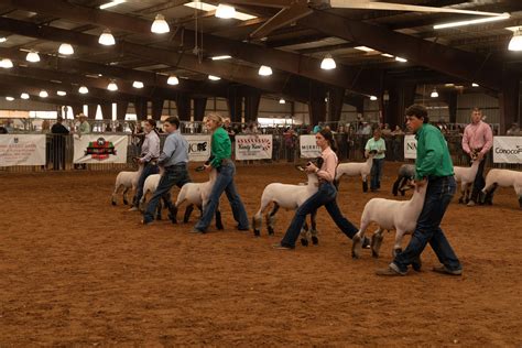 Market Lamb Show