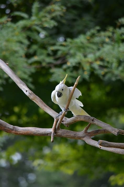 Bird Cockatoo Yellow - Free photo on Pixabay