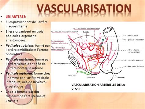 LA VESSIE Dr CHENAFA SERVICE DANATOMIE NORMALE CHU ORAN Ppt Video