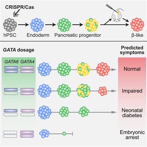 Genome Editing In Hpscs Reveals Gata Haploinsufficiency And A Genetic