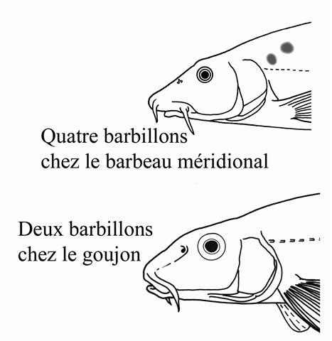 Goujon : tout savoir sur les goujons | Pratique.fr