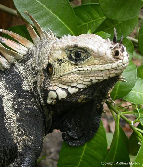 10 Stunning And Unique Green Iguana Morphs!