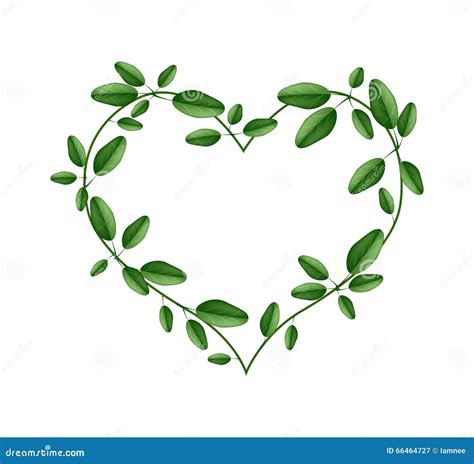 Fresh Green Leaves In A Heart Shape Stock Vector Illustration Of