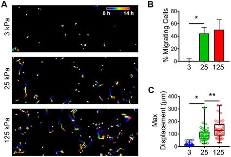 Substrate Rigidity Regulates Ovarian Cancer Cell Migration A Skov