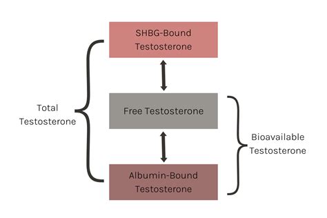 Free Vs Total Testosterone Hormone Deficiency Rethink Testosterone