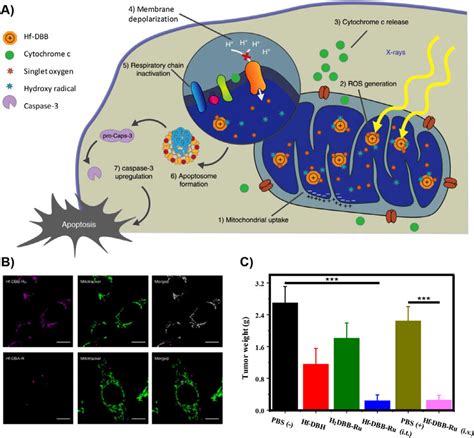 A Process Schematic Of The Hf Dbb Ru B Representative Mitochondria