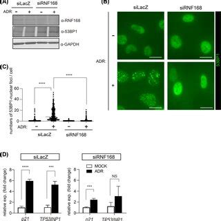 RNF168 Depletion Inhibits ADRinduced 53BP1 Nuclear Foci Formation And