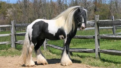 Meet The Miniature Gypsy Vanner A New Horse Breed In The Making