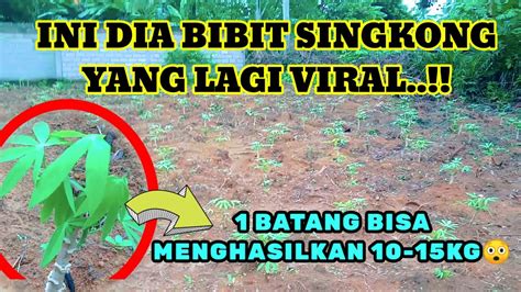 Bibit Singkong Unggul Super Mntaap 1 Batang Menghasilkan 10 15Kg