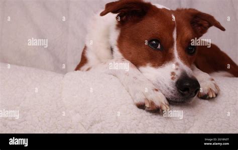 dog sleeping on the couch Stock Photo - Alamy