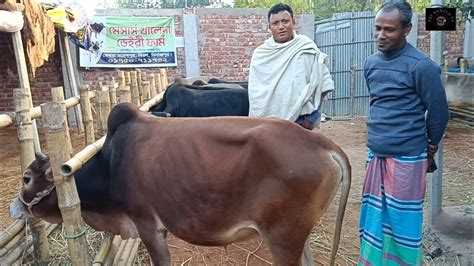 ৩১১২২০২৩ হবিগঞ্জের খামারী কি দামে খামার উপযোগী দেশি জাতের ষাঁড়