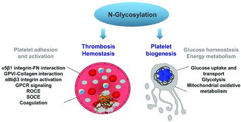 N Glycosylation Mediated Mechanisms Regulating Pathophysiological