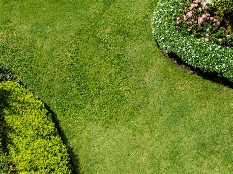 Premium Photo Top View Of Green Grass Field Plants And Trees In The Small Garden