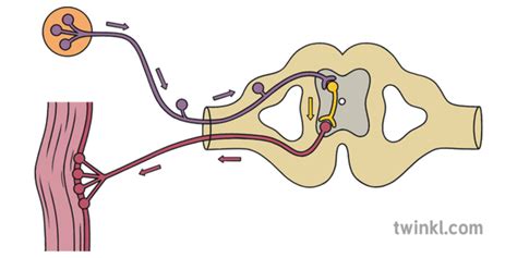 Reflex Arc Diagram Quizlet