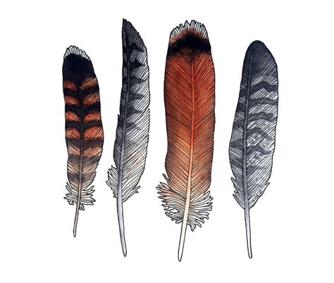 Red Tailed Hawk Feathers Feather Study Bird Of Prey Falconry Art