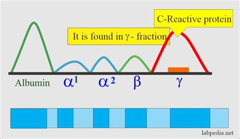 C Reactive Protein Crp High Sensitivity C Reactive Protein Hs Crp