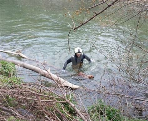 Водолази извадиха куче от водите на река Огоста : Konkurent.bg