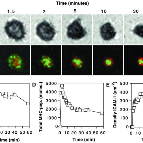 Formation Of The Immunological Synapse B T Cells In Contact With A