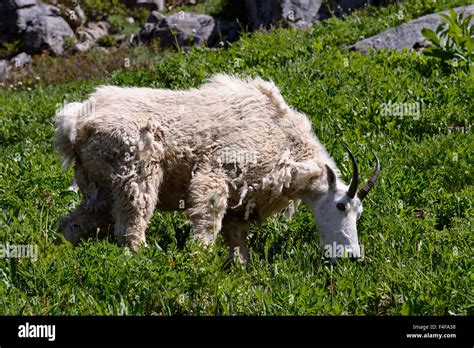 Olympic National Park Washington State Mountain Goat Oreamnos