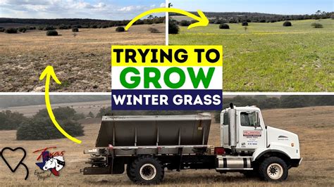 Trying To Grow Winter Pasture Regenerative Ranching Youtube