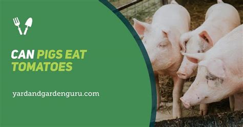 Can Pigs Eat Tomatoes